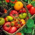 Fruita y verdura